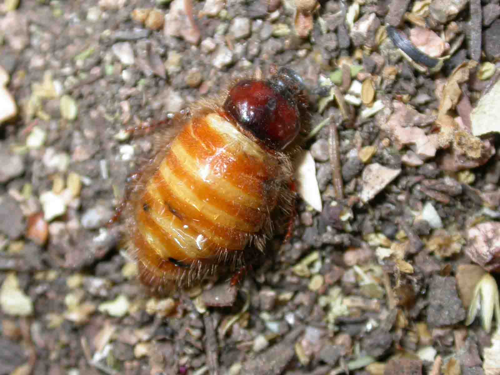 Pachipus candidae
